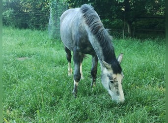 Inne konie gorącokrwiste Mix, Wałach, 6 lat, 167 cm, Może być siwy