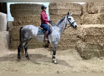 Inne konie gorącokrwiste, Wałach, 6 lat, 182 cm, Siwa jabłkowita