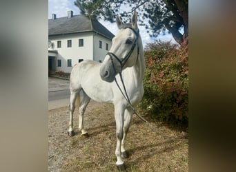 Inne konie gorącokrwiste, Wałach, 6 lat, 182 cm, Siwa jabłkowita
