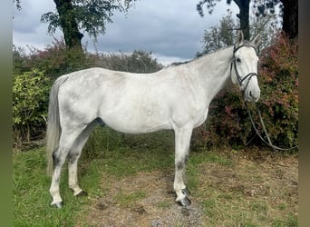 Inne konie gorącokrwiste, Wałach, 6 lat, 182 cm, Siwa jabłkowita