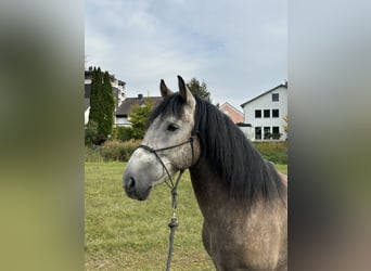 Inne konie gorącokrwiste, Wałach, 7 lat, 155 cm, Siwa jabłkowita