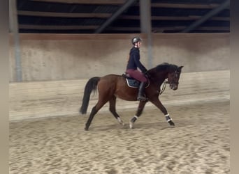 Inne konie gorącokrwiste, Wałach, 7 lat, 160 cm, Gniada