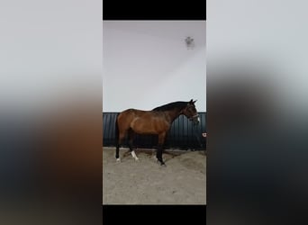 Inne konie gorącokrwiste, Wałach, 7 lat, 160 cm, Gniada