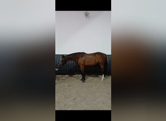Inne konie gorącokrwiste, Wałach, 7 lat, 160 cm, Gniada