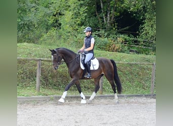 Inne konie gorącokrwiste, Wałach, 7 lat, 163 cm, Skarogniada