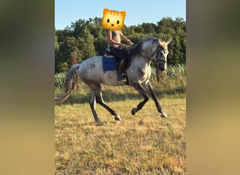 Inne konie gorącokrwiste, Wałach, 7 lat, 165 cm, Siwa