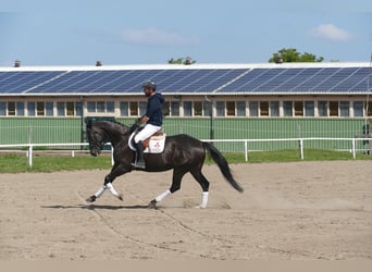 Inne konie gorącokrwiste, Wałach, 7 lat, 167 cm, Ciemnogniada