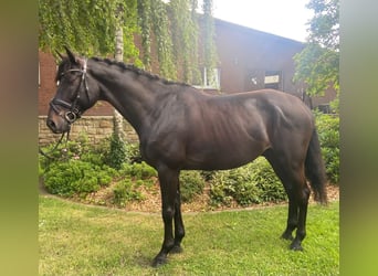 Inne konie gorącokrwiste, Wałach, 7 lat, 168 cm, Kara