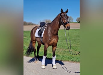 Inne konie gorącokrwiste, Wałach, 7 lat, 169 cm, Ciemnogniada