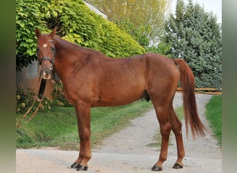 Inne konie gorącokrwiste, Wałach, 7 lat, 170 cm, Ciemnokasztanowata