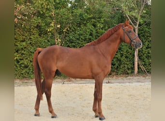 Inne konie gorącokrwiste, Wałach, 7 lat, 170 cm, Ciemnokasztanowata