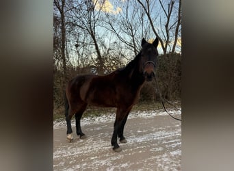 Inne konie gorącokrwiste, Wałach, 8 lat, 164 cm, Ciemnogniada