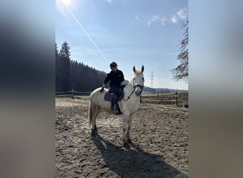 Inne konie gorącokrwiste, Wałach, 8 lat, 170 cm, Siwa