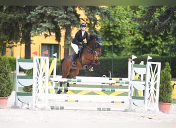 Inne konie gorącokrwiste, Wałach, 9 lat, 161 cm, Gniada