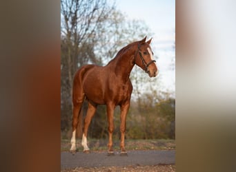 Inne konie gorącokrwiste, Wałach, 9 lat, 165 cm, Kasztanowata