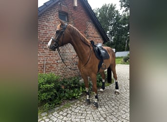 Inne konie gorącokrwiste, Wałach, 9 lat, 175 cm, Kasztanowata