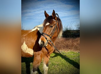 Inne konie gorącokrwiste, Wałach, 10 lat, 153 cm, Srokata