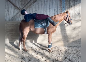 Inne konie gorącokrwiste, Wałach, 10 lat, 162 cm, Kasztanowata