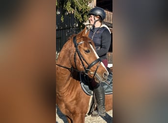 Inne konie gorącokrwiste, Wałach, 10 lat, 162 cm, Kasztanowata