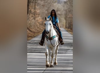 Inne konie gorącokrwiste, Wałach, 10 lat, 168 cm, Siwa