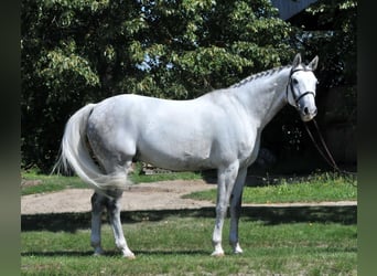 Inne konie gorącokrwiste, Wałach, 10 lat, 170 cm, Siwa