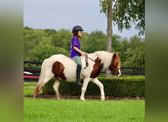 Inne konie gorącokrwiste, Wałach, 11 lat, 122 cm, Ciemnokasztanowata