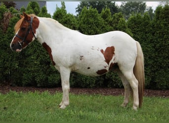 Inne konie gorącokrwiste, Wałach, 12 lat, 122 cm, Ciemnokasztanowata