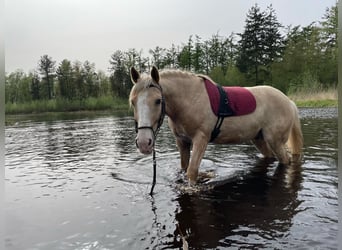 Inne konie gorącokrwiste, Wałach, 12 lat, 162 cm, Izabelowata