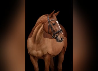 Inne konie gorącokrwiste, Wałach, 12 lat, 163 cm, Kasztanowata