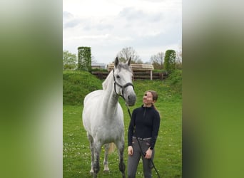 Inne konie gorącokrwiste, Wałach, 12 lat, 164 cm, Siwa