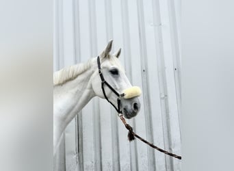 Inne konie gorącokrwiste, Wałach, 12 lat, 170 cm, Siwa
