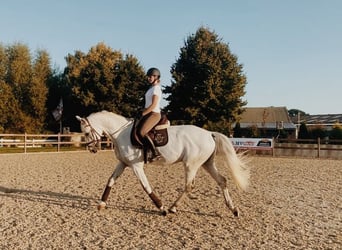 Inne konie gorącokrwiste, Wałach, 12 lat, 170 cm, Siwa