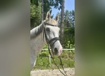 Inne konie gorącokrwiste, Wałach, 13 lat, 160 cm, Siwa w hreczce