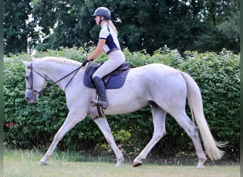 Inne konie gorącokrwiste, Wałach, 13 lat, 168 cm, Siwa