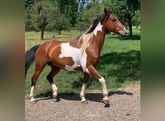 Inne konie gorącokrwiste Mix, Wałach, 14 lat, 155 cm, Srokata