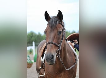 Inne konie gorącokrwiste, Wałach, 14 lat, 163 cm, Gniada