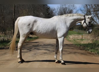 Inne konie gorącokrwiste, Wałach, 14 lat, 170 cm, Siwa