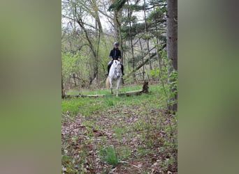 Inne konie gorącokrwiste, Wałach, 14 lat, 170 cm, Siwa