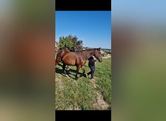 Inne konie gorącokrwiste, Wałach, 15 lat, 160 cm, Gniada