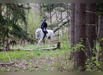 Inne konie gorącokrwiste, Wałach, 15 lat, 170 cm, Siwa