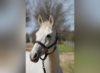 Inne konie gorącokrwiste, Wałach, 15 lat, 170 cm, Siwa