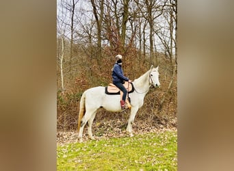 Inne konie gorącokrwiste, Wałach, 20 lat, 162 cm, Siwa w hreczce