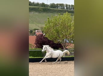 Inne konie gorącokrwiste, Wałach, 20 lat, 162 cm, Siwa w hreczce