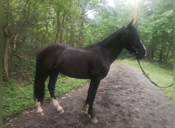 Inne konie gorącokrwiste, Wałach, 3 lat, 154 cm, Kara