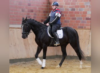 Inne konie gorącokrwiste, Wałach, 3 lat, 155 cm, Kara