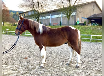 Inne konie gorącokrwiste Mix, Wałach, 3 lat, 155 cm, Srokata