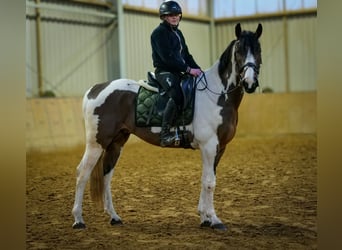 Inne konie gorącokrwiste, Wałach, 3 lat, 155 cm, Srokata