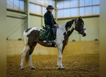 Inne konie gorącokrwiste, Wałach, 3 lat, 155 cm, Srokata