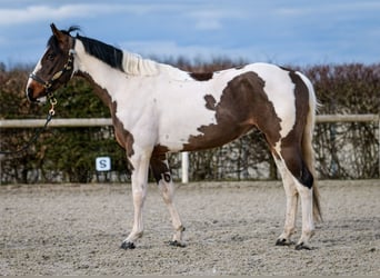 Inne konie gorącokrwiste, Wałach, 3 lat, 155 cm, Srokata