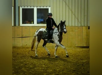 Inne konie gorącokrwiste, Wałach, 3 lat, 155 cm, Srokata